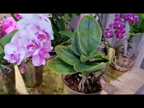Видео: Орхидеи в нагрузку Гнилыми 5 лет назад отдали. Семейство Мики Сакур. Изменения.