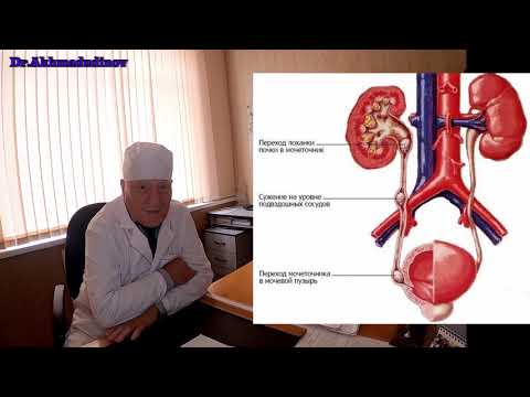 Видео: Часть 2 Забрюшинное пространство (почки, мочеточники) Проф. Ахмадудинов М.Г.