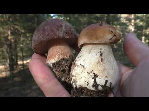Видео: МНОГИЕ БОЯТСЯ ЭТИХ ГРИБОВ! А ЭТИ ГРИБЫ ДЕЛИКАТЕС!  ГРИБЫ БОРОВИКИ И БЕЛЫЕ (ОТЛИЧИЕ)