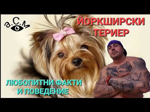 Видео: ЙОРКШИРСКИ ТЕРИЕР - ЛЮБОПИТНИ ФАКТИ И ПОВЕДЕНИЕ    а.С.м