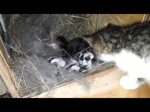 Видео: Как повысить молочность у крольчих