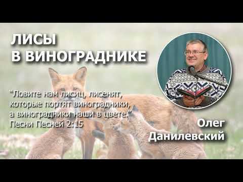Видео: Лисы в винограднике | Проповедь | Олег Данилевский