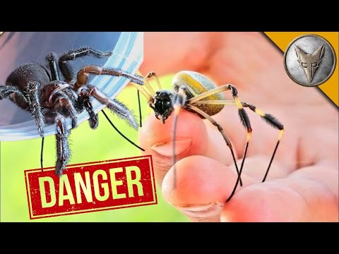 Видео: СМЪРТОНОСЕН ПАЯК 😱 Ще ме ухапе ли?! | Brave Wilderness Български