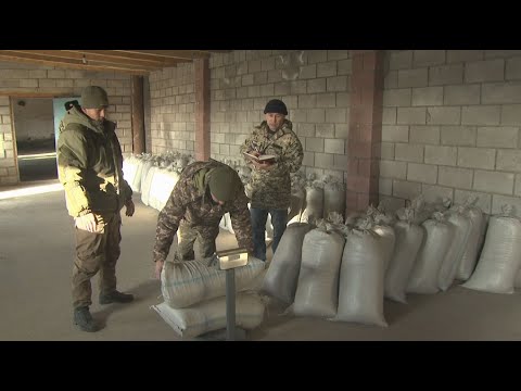 Видео: 14,5 тонн семян саксаула собрали для посадки на дне Арала