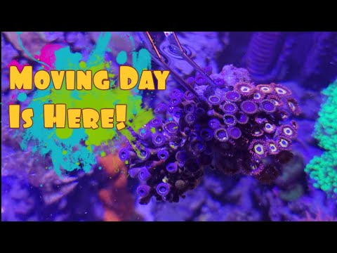 Видео: День переноса аквариума! | Перемещение рыб и кораллов в новый аквариум Red Sea S-1000