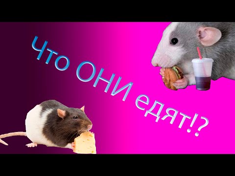 Видео: Кормление крыс. Что можно есть крысам.