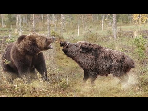 Видео: С ним не связываются даже МЕДВЕДИ! СЕКАЧ – самый свирепый кабан!