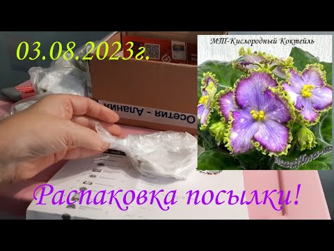 Видео: ПОСЫЛОЧКА 📦 СЧАСТЬЯ! Фиалки от Марины Тотиевой! Долгожданные новинки в мою коллекцию!