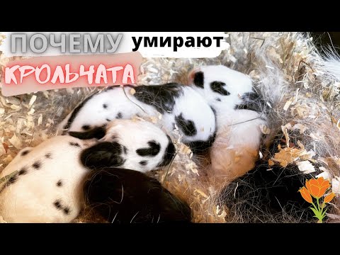 Видео: Почему Крольчата весной умирают чаще всего? Крольчиха раскидала крольчат