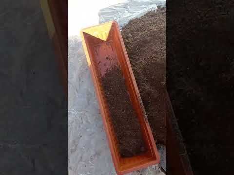 Видео: гулдорго грунт даярдап, гул отургузуу