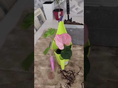 Видео: N⁰-200. Намангандан олган Антириум гулини экдим...