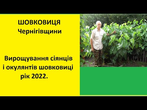 Видео: Вирощування сіянців і окулянтів шовковиці, рік  2022 .