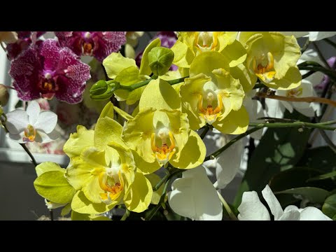 Видео: 🦋 Снимаю деток с орхидей 🦋 от цитокининовой пасты и делаю посадки