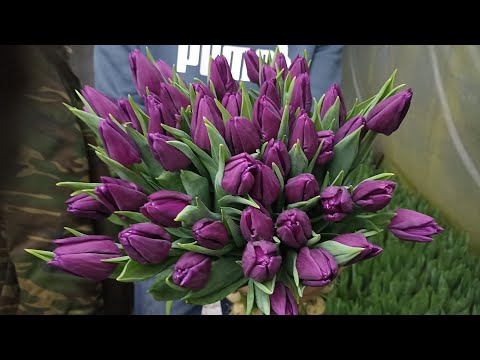 Видео: Выгонка тюльпанов к 8 марта на 17 февраля 2024 г.