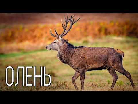Видео: Олень: Благородный странник | Интересные факты про оленей