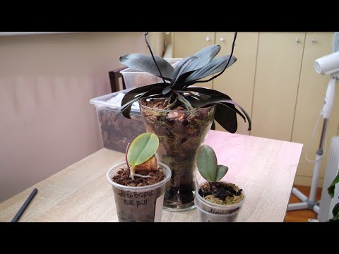 Видео: Помочь укорениться орхидее после пересадки | Цветоносы нужно удалить.