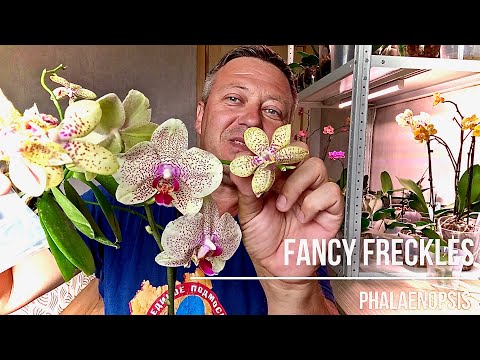 Видео: новая ОРХИДЕЯ обзор фаленопсис ПРИЧУДЛИВЫЕ ВЕСНУШКИ корни орхидеи и листья