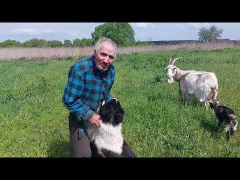 Видео: У ДЕДА МАТВЕЯ ГОСТИ!!!