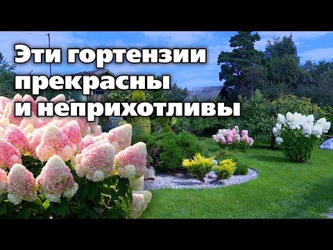 Видео: Как получить от гортензии максимальный результат. Советы цветовода