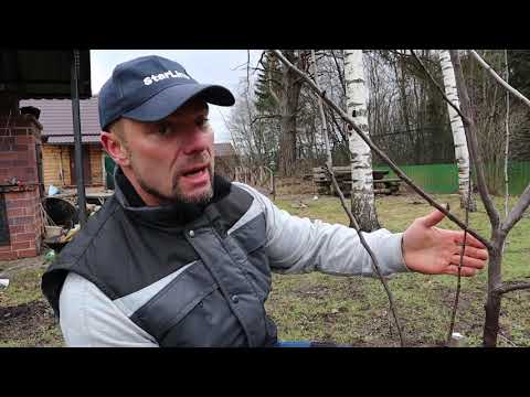 Видео: обрезка плодовых деревьев весной