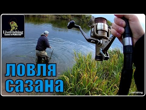 Видео: Ловля сазана.  Река  Быстрая Сосна.  (LiveFishing)