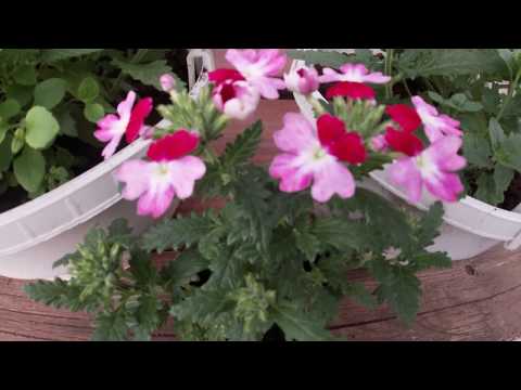 Видео: Формируем ампельную вербену ампельный алиссум и бакопу.Правила прищипки.