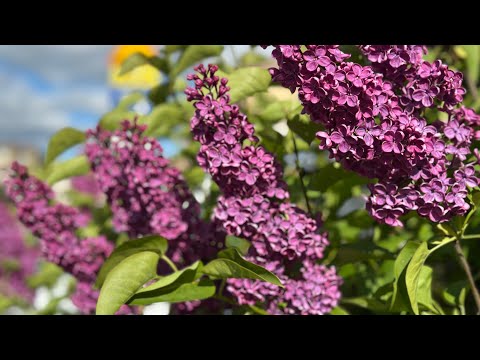 Видео: РАСПРЕДЕЛЕНИЕ по конвертам - ИТОГИ АПРЕЛЯ - год без покупок - ДОСТИЖЕНИЯ