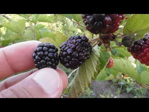 Видео: Ежевика сорта Агавам - основные плюсы и минусы этой культуры