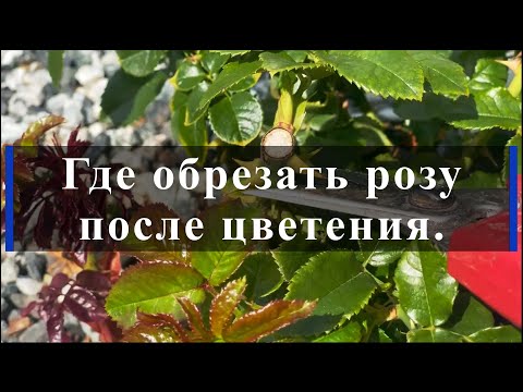 Видео: Где обрезать розу после цветения. Питомник растений Е. Иващенко