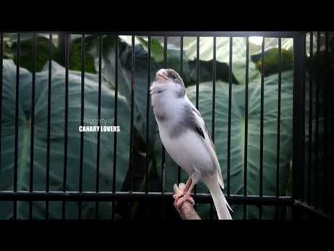 Видео: 6 | CUIT-CUIT❗ ПОЛНЫЙ ЭНЕРГИИ ❗❗Для дрессировки вашей молодой канарейки! #канарейка #мастеринг