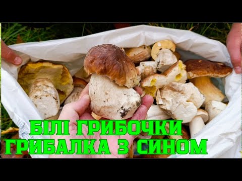 Видео: ТИХЕ ПОЛЮВАННЯ ЗА БІЛИМИ ГРИБОЧКАМИ. ГРИБАЛОЧКА З СИНОМ.