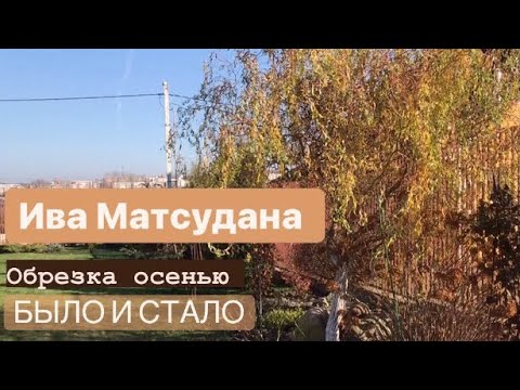 Видео: Чистка и обрезка ивы Матсудана 🙌 Лучшее время. Что было и что стало, жалко очень… 😢