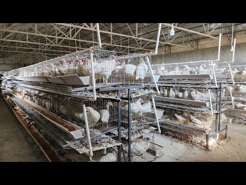 Видео: Сенди жужаларимиз нишона бергани хаккида #тезкор#бизнес#факт#фабрика#ферма