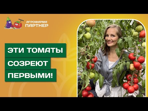 Видео: ТОП СОРТОВ И ГИБРИДОВ // Которые созреют раньше всех!