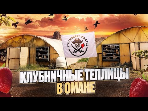 Видео: Клубничные теплицы в Омане