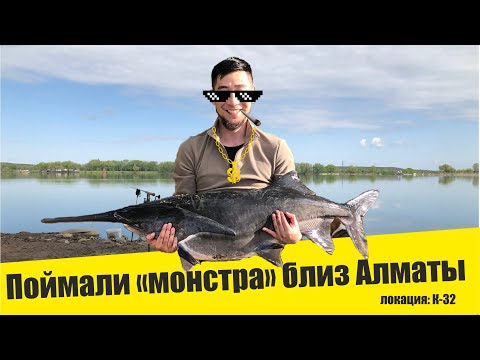 Видео: Поймали ВЕСЛОНОСА на карповую снасть, рыбалка в Алматинской области. Видео архив