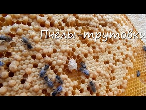 Видео: Пчёлы-трутовки