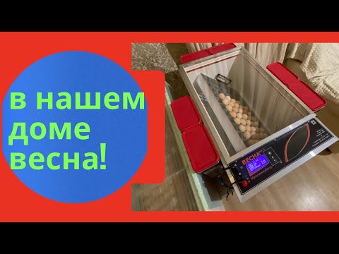 Видео: Какой инкубатор выбрать ово-78 или весна?