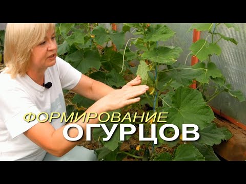 Видео: УХОД и ФОРМИРОВАНИЕ ОГУРЦОВ! Советы от ЗЕЛЕНОГО ОГОРОДА!