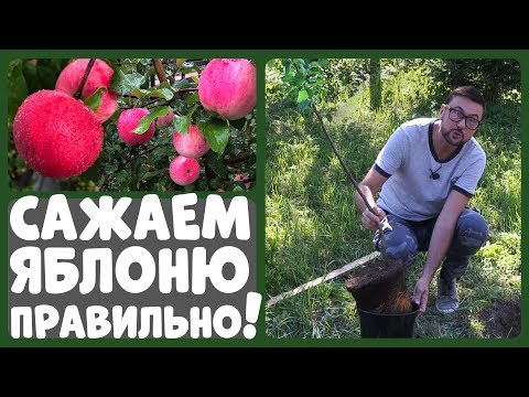 Видео: САЖАЙТЕ ЯБЛОНЮ ТОЛЬКО ТАК! Как правильно посадить яблоню?