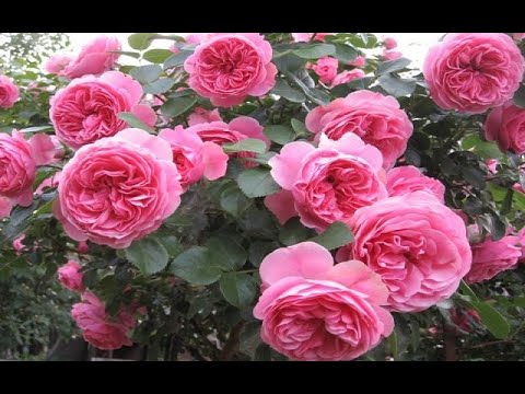 Видео: ЭТИ РОЗЫ ВАС НЕ ПОДВЕДУТ. САМЫЕ ЛУЧШИЕ СОРТА РОЗ ДЛЯ СИБИРИ И УРАЛА