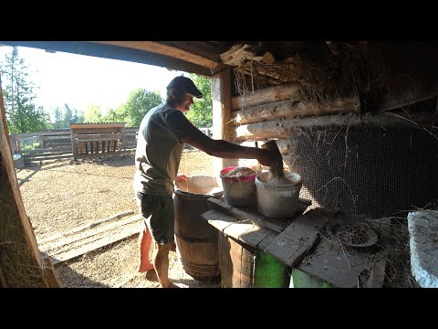 Видео: НЕЛЕГКАЯ ЖИЗНЬ в ЛЕСНОЙ ГЛУШИ. И КАСТРАЦИЯ СТАДА ДИКИХ КАБАНОВ! №317