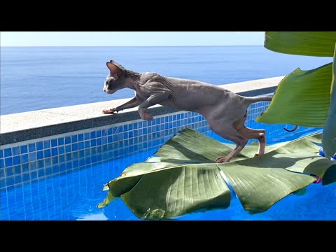 Видео: ПОСТРОИЛИ ПЛОТ из ЛИСТЬЕВ для КОТА МИЛЛИОНА 😱