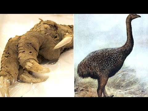 Видео: Возвращение Птицы, Которую Считали Вымершей!