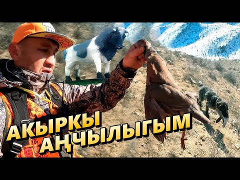 Видео: 2025 Аңчылыктын акыркы күнү / Ала-Бука / Кой союлду