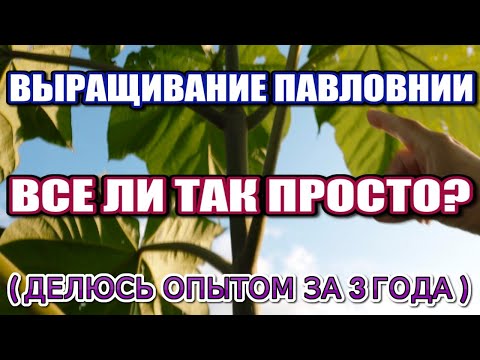 Видео: ВЫРАЩИВАНИЕ ПАВЛОВНИИ. ВСЕ ЛИ ТАК ПРОСТО? ( ДЕЛЮСЬ ОПЫТОМ ЗА 3 ГОДА )