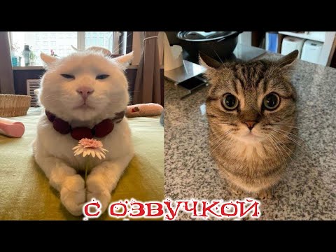 Видео: Приколы с котами! Смешные коты 2024! С ОЗВУЧКОЙ! Самые смешные животные!