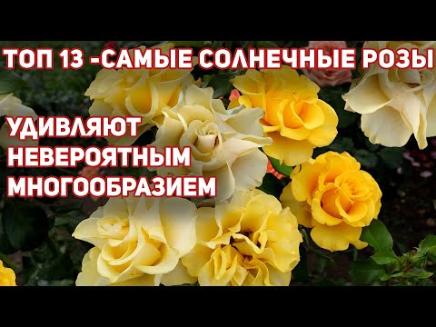 Видео: 13 ЛУЧШИХ ЖЕЛТЫХ РОЗ, самые неприхотливые, обильноцветущие и здоровые.