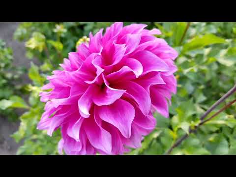 Видео: Хризантемы & Бал осенних цветов.. 25.09.2025 г 