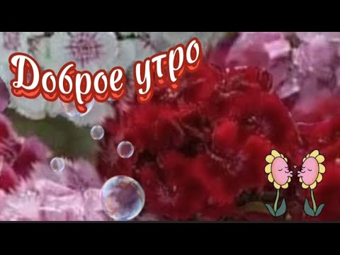 Видео: Доброе утро. 💕Пусть  у тебя  все будет  очень хорошо.  👍Песня. Шалости и глупости.💓